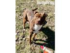 Adopt Humphrey a Pit Bull Terrier