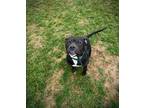 Adopt Diesel a Pit Bull Terrier