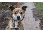 Adopt Thanos a Mixed Breed