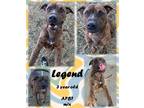 Adopt Legend a Pit Bull Terrier