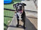 Adopt Slate a Labrador Retriever, Boxer