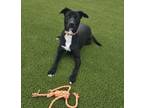 Adopt Legacy a Labrador Retriever, Pit Bull Terrier