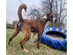 Adopt Fabian a Saint Bernard, Pit Bull Terrier