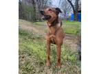 Adopt Oaks a Hound, Mountain Cur