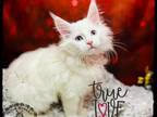 Piper Purebred White Maine Coon Kitten