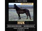 Huk~Gorgeous, Gaited, Good Minded, Family/Trail TWH Gelding~