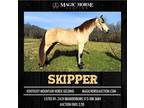 Skipper~Stunning, Smooth, Steady & Dependable Family/Trail Kmh Gelding~