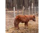 Miniature horse pony