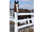 Beautiful OTTB Gelding