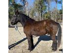 Black Percheron gelding