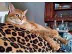 Adopt Punkin a Domestic Short Hair, Tabby