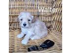 Walter