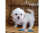 Zuchon Puppy for sale in Black River Falls, WI, USA