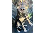 Adopt Cecil a Rottweiler, Mixed Breed