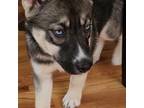 Siberian Husky Puppy for sale in Bailey, CO, USA