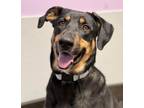 Adopt Whiskey (Obedience Trained) a Shepherd, Coonhound