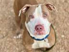 Adopt ROCKET a Pit Bull Terrier, Mixed Breed