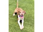 Adopt Mufasa a Mountain Cur, Mixed Breed