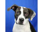 Adopt Hank- 020610S a Terrier, Hound