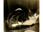 Adopt Blake ****Working Cat**** a Domestic Short Hair