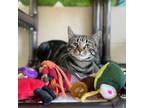 Adopt Cheerio a Domestic Short Hair