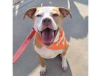 Adopt Brody a Pit Bull Terrier