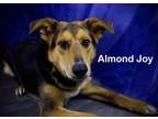 Adopt Almond Joy a Shepherd, Husky