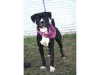 Adopt Midnight a Boxer, Pit Bull Terrier