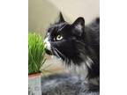 Adopt Rambler a Domestic Long Hair