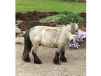 Adorable Blue Roan Miniature Pony with Excellent Potential