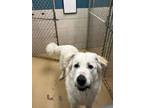 Adopt Bruce a Great Pyrenees