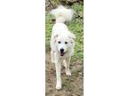 Adopt Bruce a Great Pyrenees