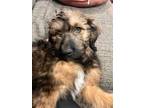 Adopt Bono - male B pup a Standard Poodle, Anatolian Shepherd