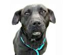 Adopt DASHER a Terrier, Labrador Retriever