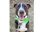Adopt Kaboom a Pit Bull Terrier, Mixed Breed