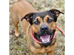 Adopt Rusty a Mixed Breed, Rottweiler