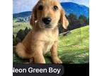 NKC mini Neon green collar Boy