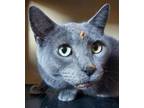 Adopt Smoke a Domestic Short Hair