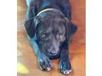 Adopt Foster a Labrador Retriever, Mixed Breed