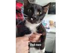 Adopt TED'TWO a Tuxedo