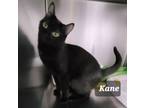 Adopt Kane a Domestic Short Hair