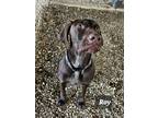 Adopt Roy a German Shorthaired Pointer
