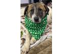 Adopt Tibbs a Mixed Breed