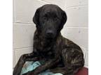 Adopt Hooch a Retriever, Shepherd