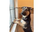 Adopt Mando a German Shepherd Dog, Mixed Breed
