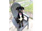 Adopt CAL a Pit Bull Terrier