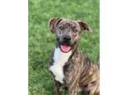 Adopt GRITS a Pit Bull Terrier