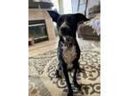 Adopt Jack SC a Australian Cattle Dog / Blue Heeler