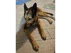 Adopt Red a German Shepherd Dog, Mixed Breed