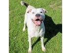 Adopt Lucas a Pit Bull Terrier, Mixed Breed